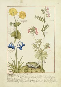 Illustrazione dal Libro delle Semplici Medicine di Mattheaus Platearius 141r